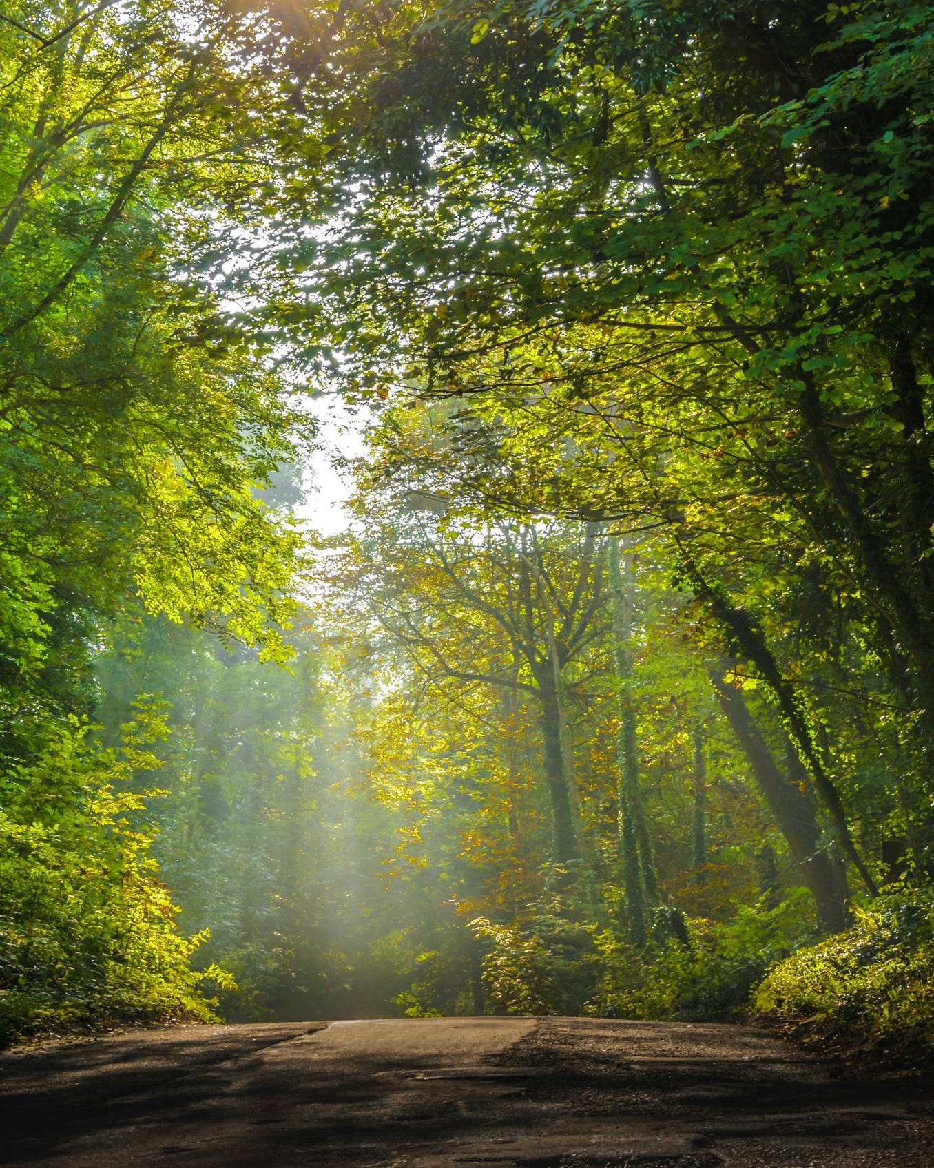 Bestattung im FriedWald